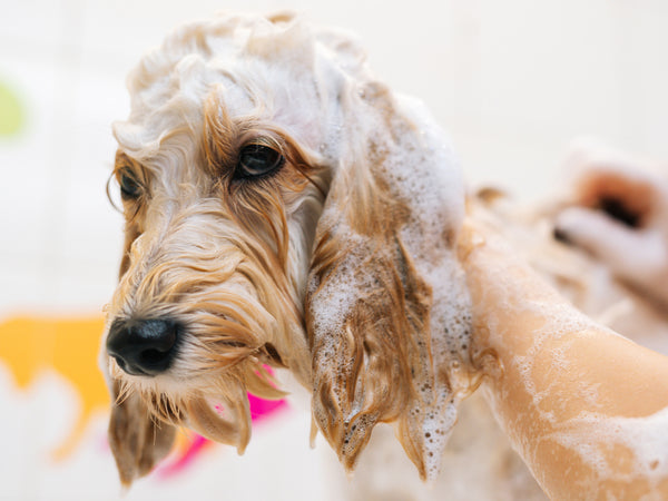 Wildwash Buzz Off Summer Shampoo