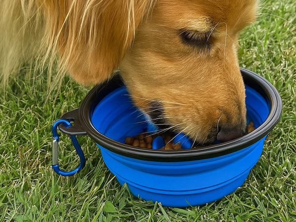 Collapsible Slow Feeding Travel Bowl with Carabiner Clip - Blue