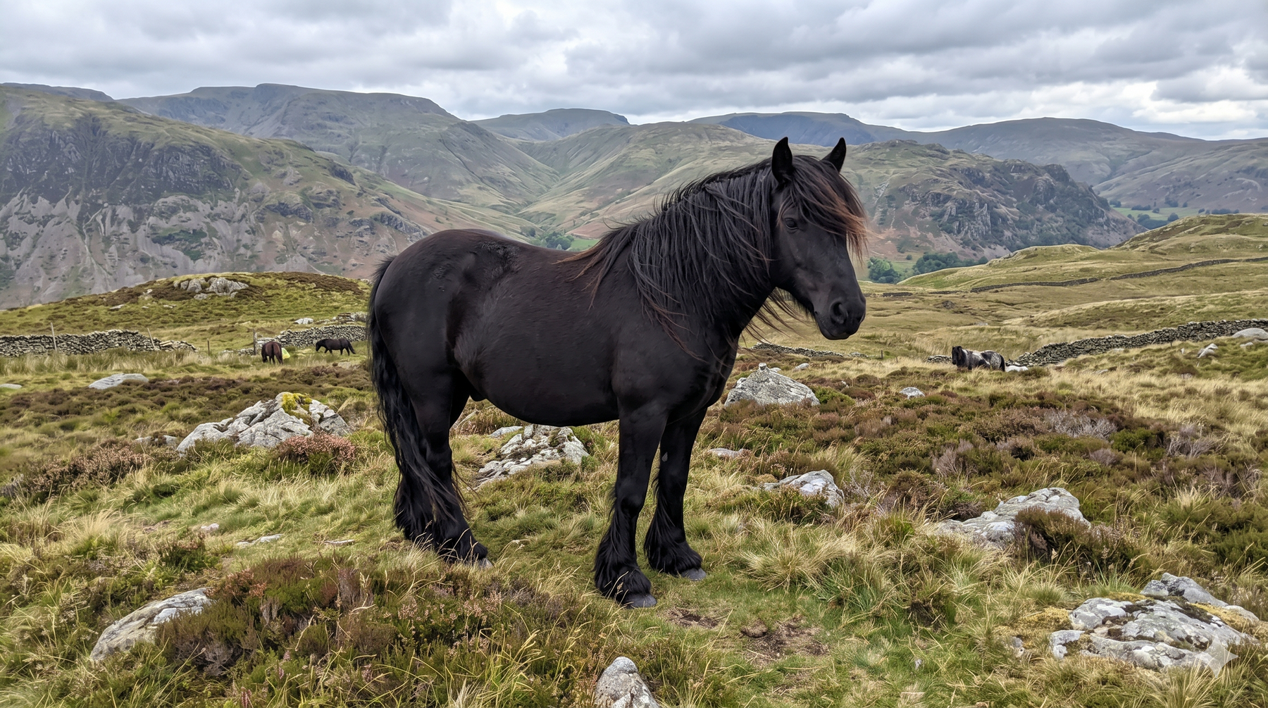 Fell pony