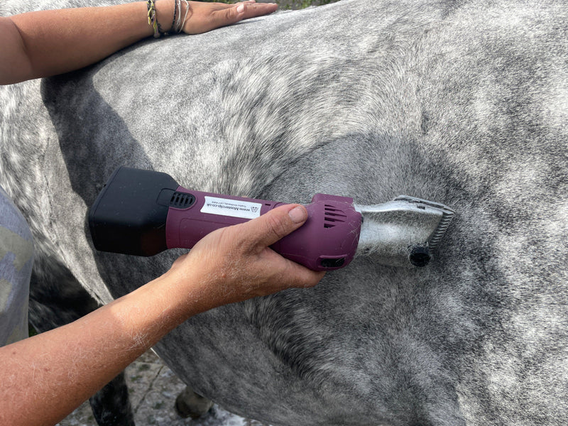Clipping around the shoulders of a horse with the HD Roamer horse clippers