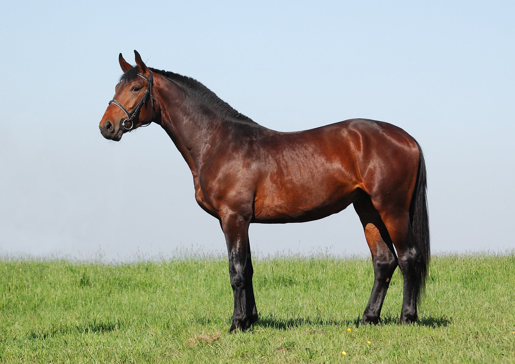 Hanoverian