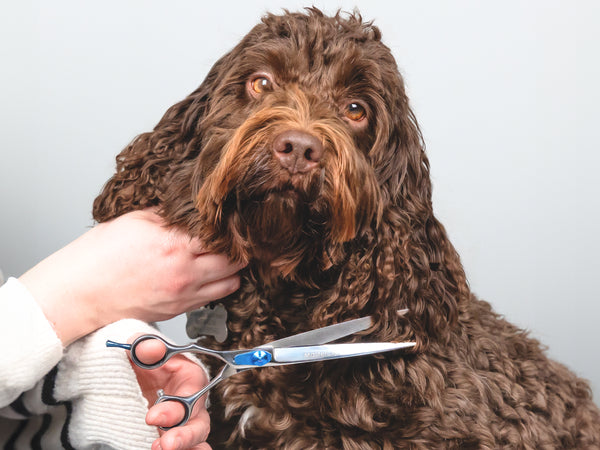 ESSENTIALS - 7.5" Curved Scissors | Left Handed