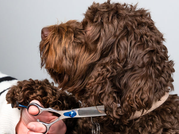 ESSENTIALS - 6.5" Square Edged Safety Thinning Scissors | Left Handed