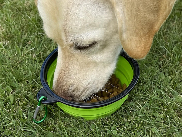 Collapsible Slow Feeding Travel Bowl with Carabiner Clip - Green