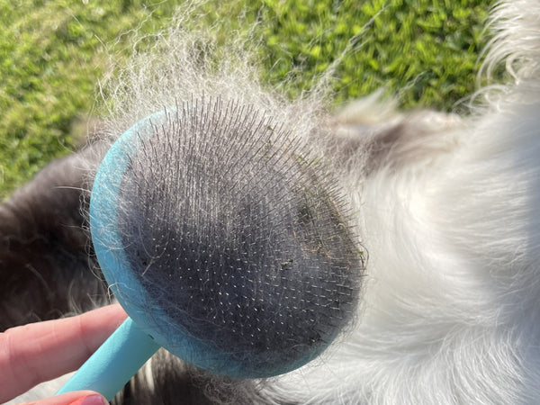 Cavalier King Charles Spaniel Super Slicker Brush with Flexi-Pins
