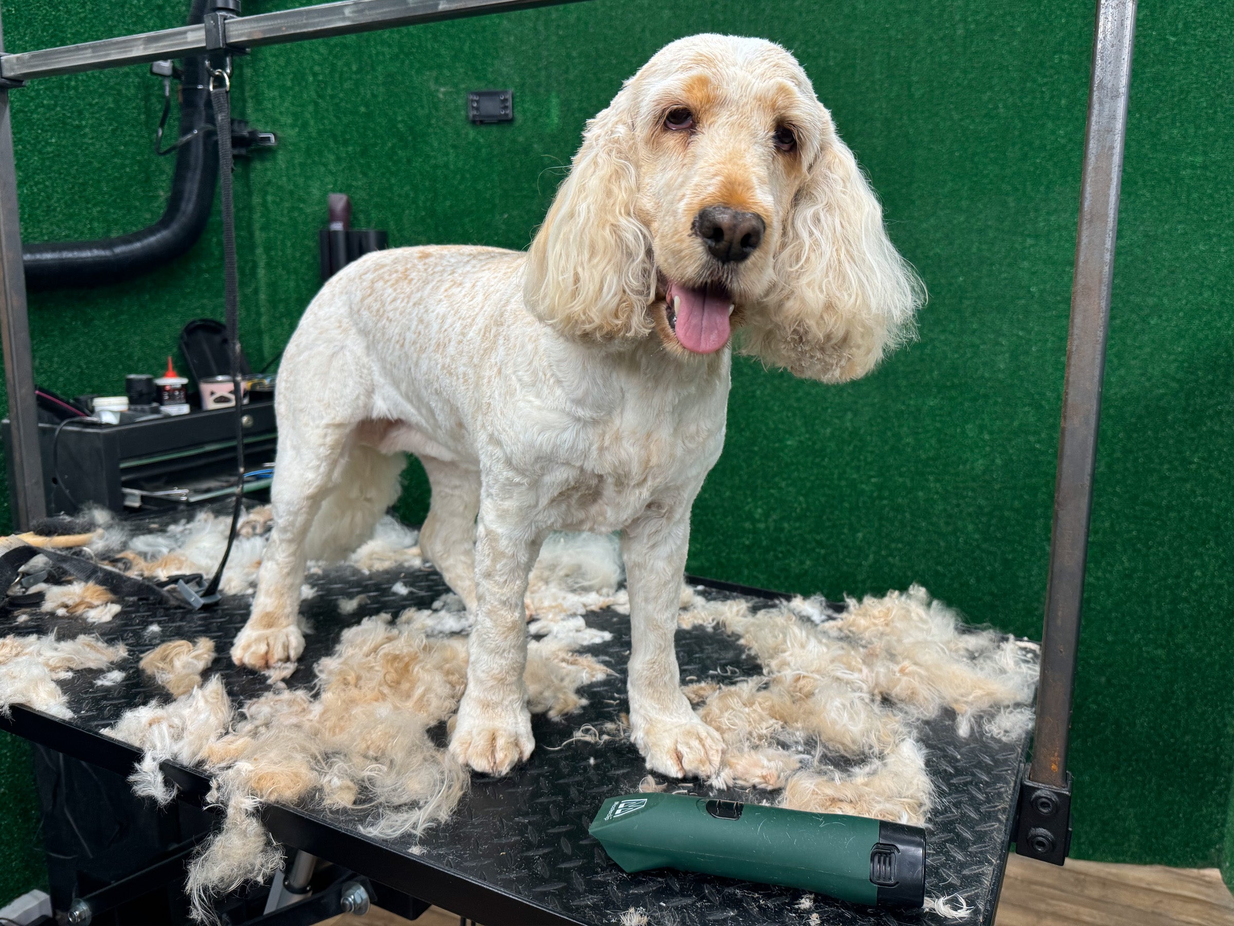 Cocker Spaniel Clipper Set Cordless