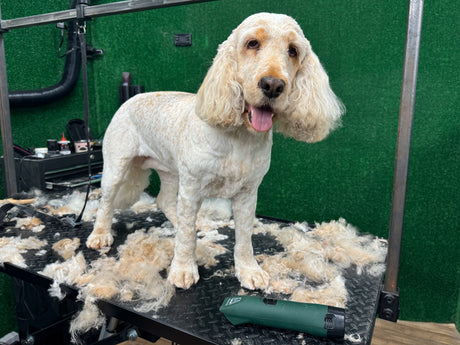 Cocker Spaniel Clipper Set - Cordless