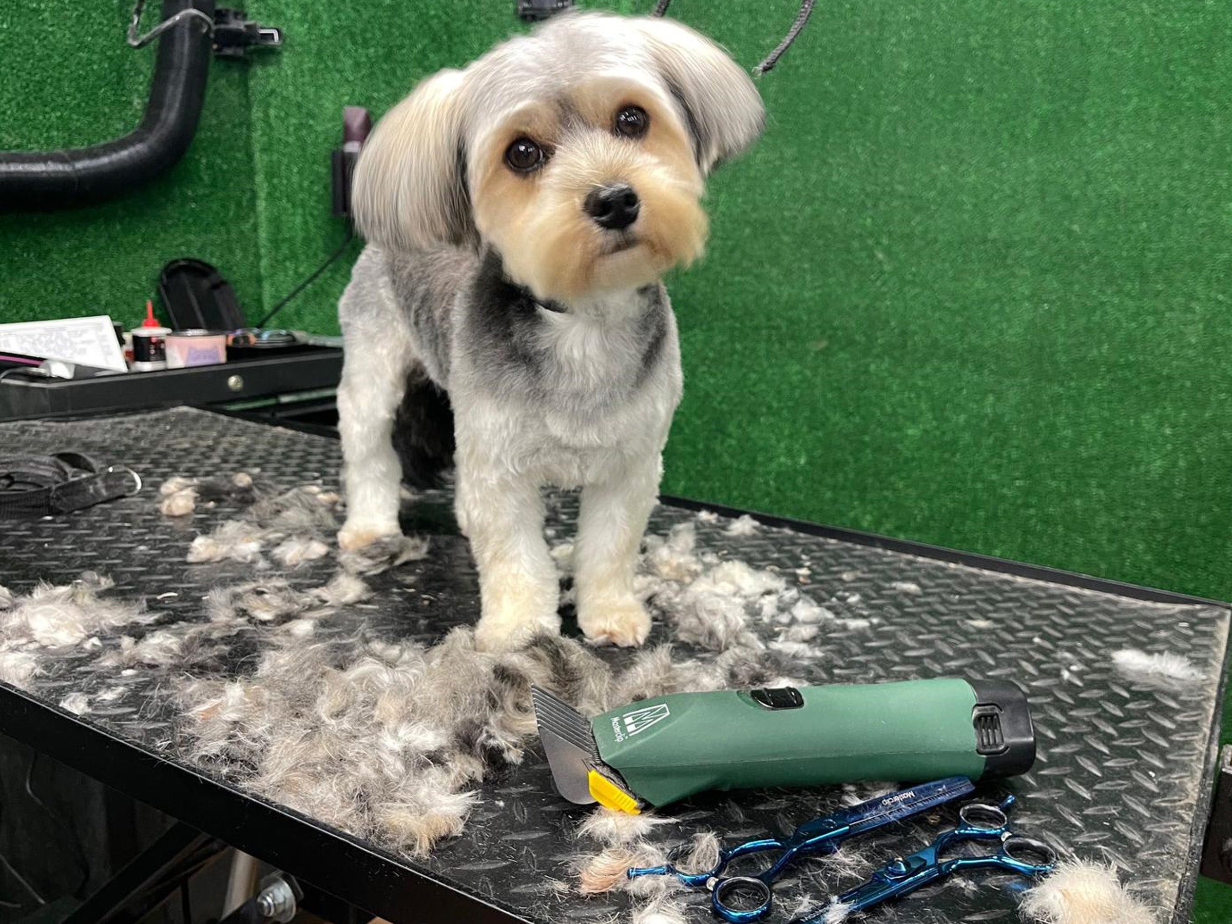 Dog Rooter Cordless ESSENTIALS MDR Home Grooming Starter Pack – Masterclip