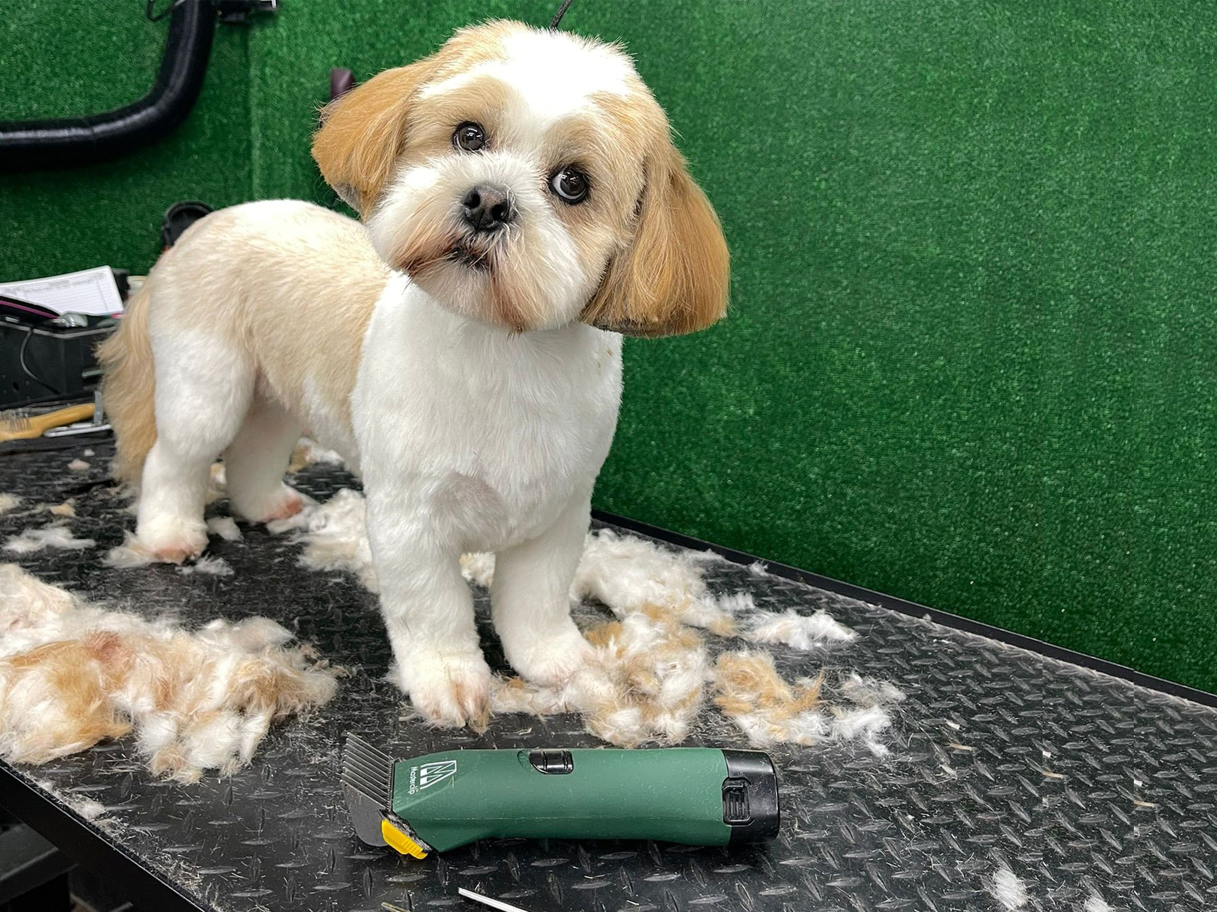 Best trimmer for shih tzu best sale