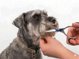 Standard Schnauzer ESSENTIALS - Set of 4 Dog Grooming Scissors