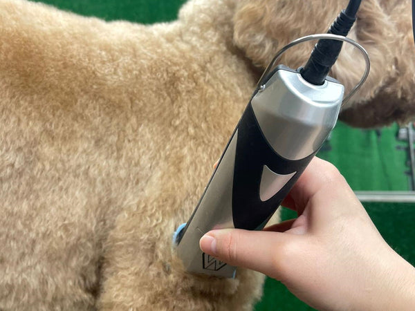 Goldendoodle Dog Clipper Set - Mains