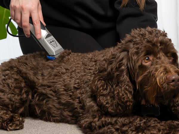 Labradoodle Dog Clipper Set - Mains