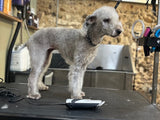 Bedlington Whippet Dog Clipper Set - Mains