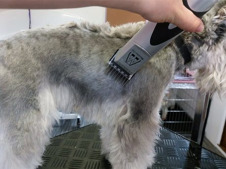 Mains Powered Pedigree Pro Dog Clipper with 4 comb guides & 1 x 10F