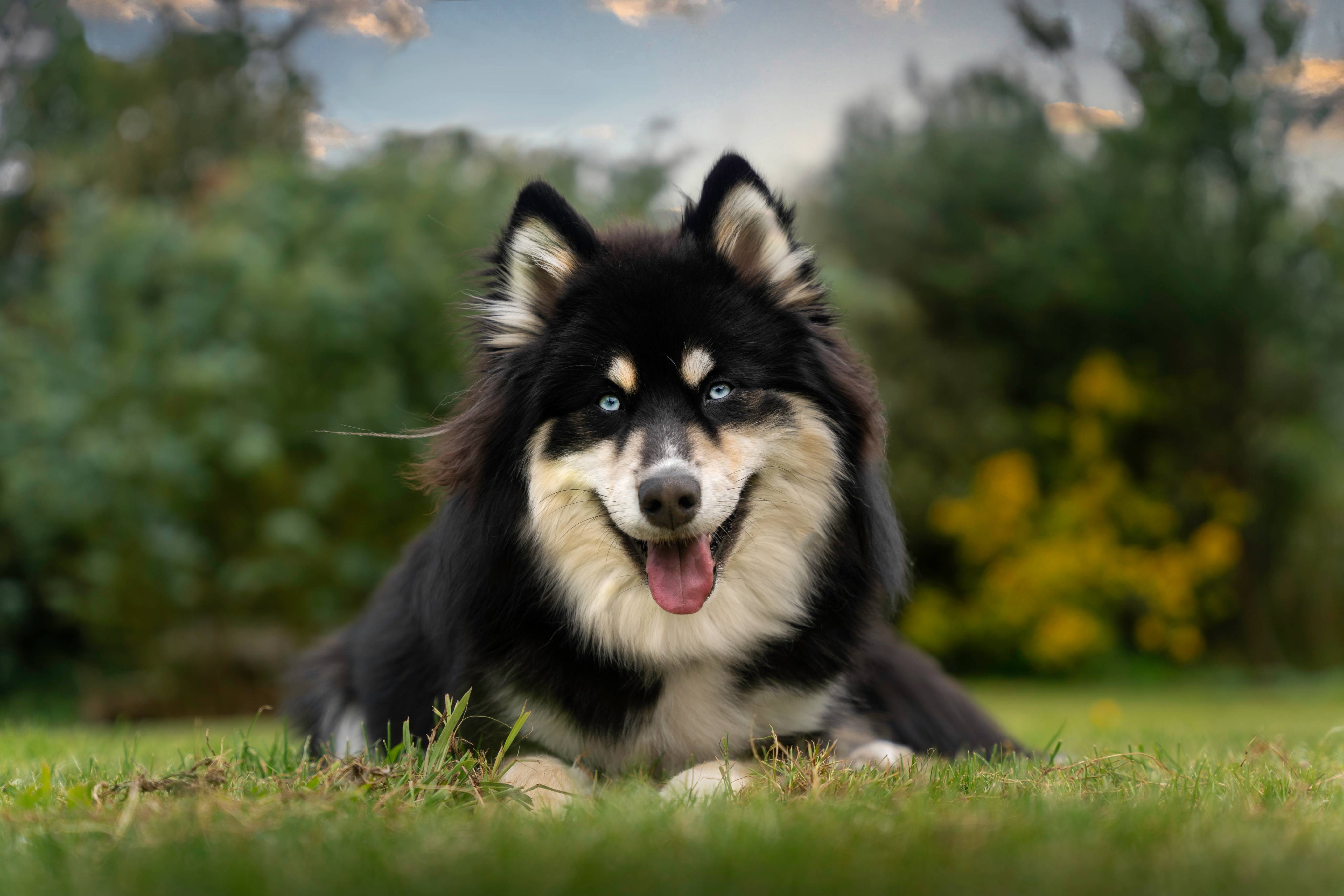 Boxer Pomsky Pomsky – Masterclip