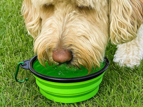 Collapsible Folding Travel Water Bowl with Carabiner Clip - Green