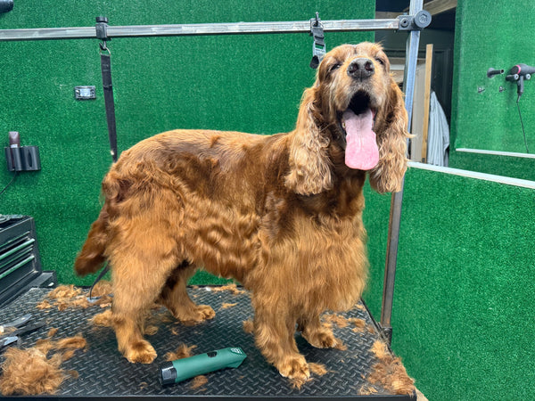 Gordon Setter Dog Clipper Set - Cordless