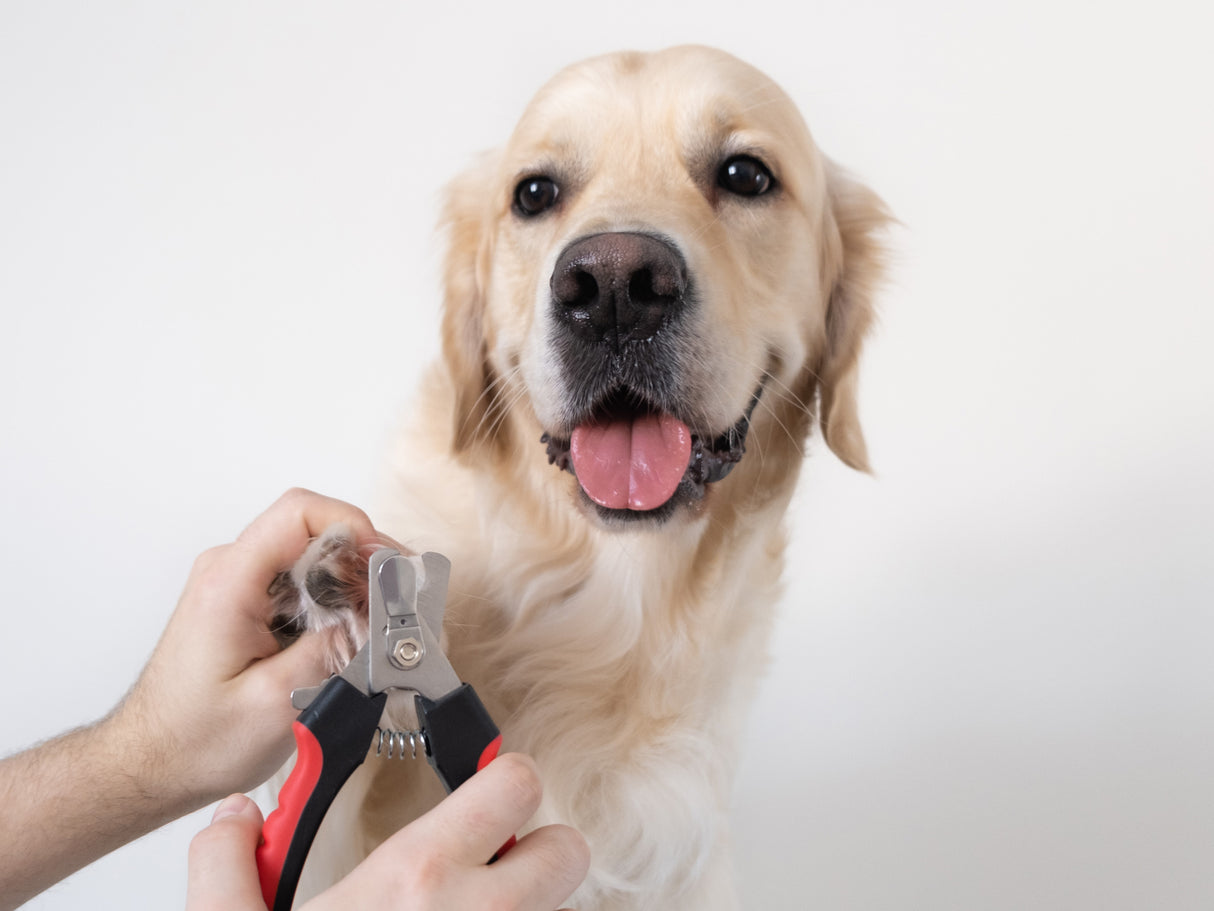 Dog Nail Clippers | SMALL