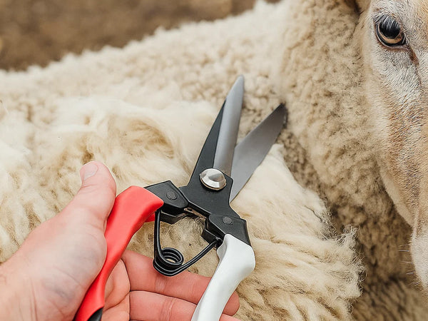 Ergonomic Sprung Loaded Hand Shears for Sheep