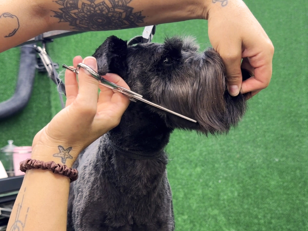 Schnauzer ESSENTIALS Thinning Scissors - BLACK