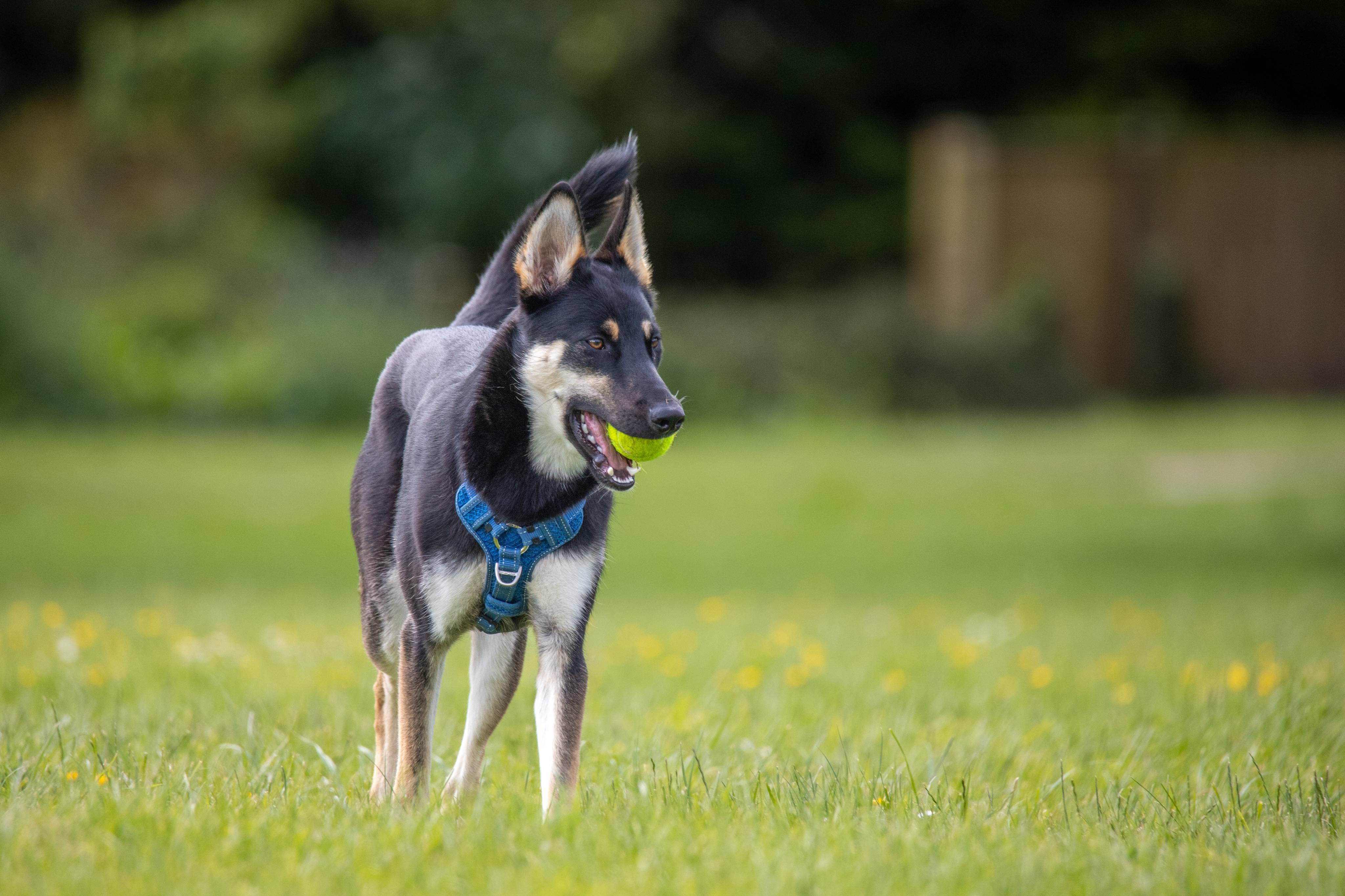Shepsky Runt Shepsky Dog Clippers & Grooming Kits UK | Masterclip
