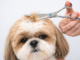 Shih Tzu ESSENTIAL Scissor Pack - Safety Bull Nose & Thinning Scissor Combo