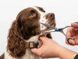 Springer Spaniel ESSENTIALS - Set of 4 Dog Grooming Scissors