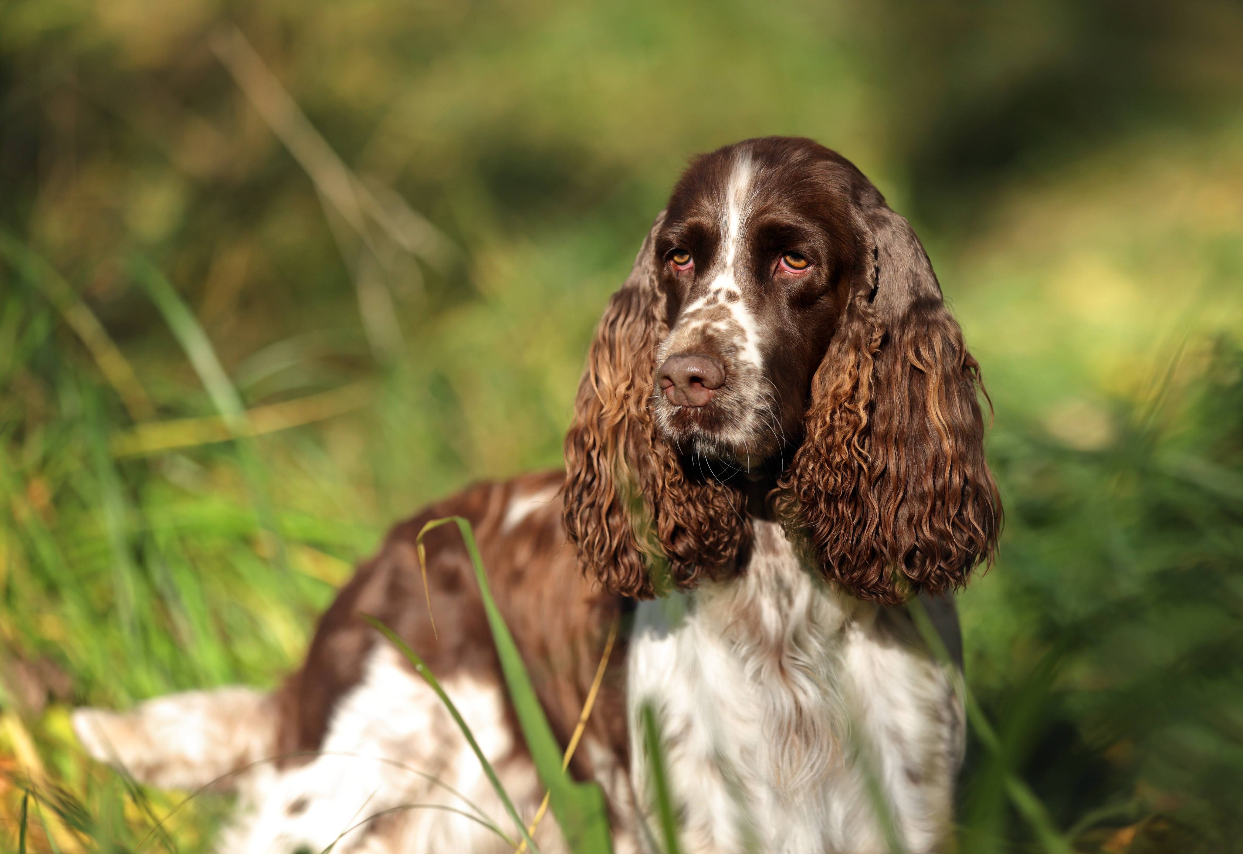 Sprider Spaniel Springer Spaniel – Masterclip