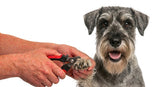 Standard Schnauzer Nail Clippers | LARGE
