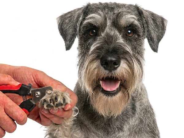 Standard Schnauzer Nail Clippers | LARGE