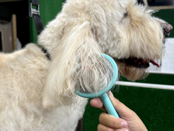 Masterclip super slicker brush combing through a  dogs ear - action photo
