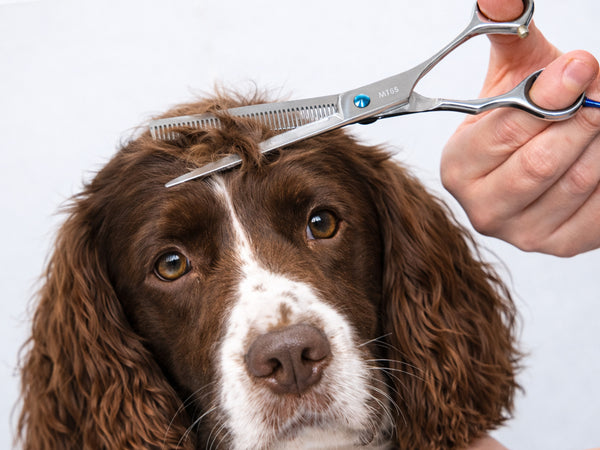 Springer Spaniel ESSENTIAL Scissor Pack - Safety Bull Nose & Thinning Scissor Combo