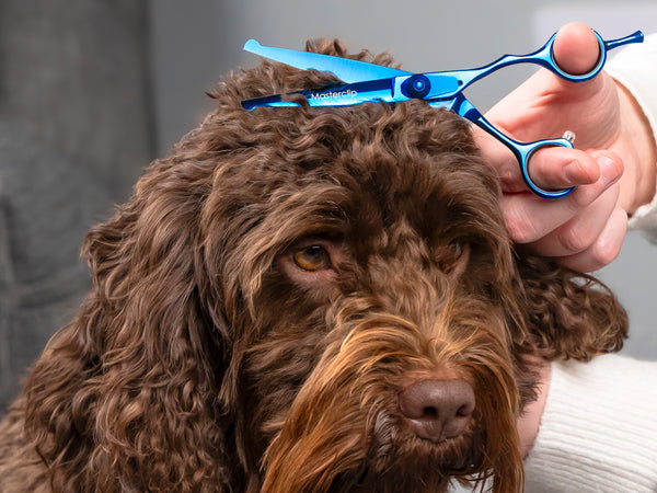Ex Demo - TOPAZ 6” Premium Bull Nose High Gloss Blue Dog Grooming Scissors Shears | Right Handed