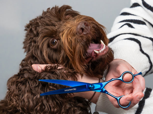 Ex Demo TOPAZ 7.5” Curved Premium High Gloss Dog Grooming Scissors / Shears | Right Handed