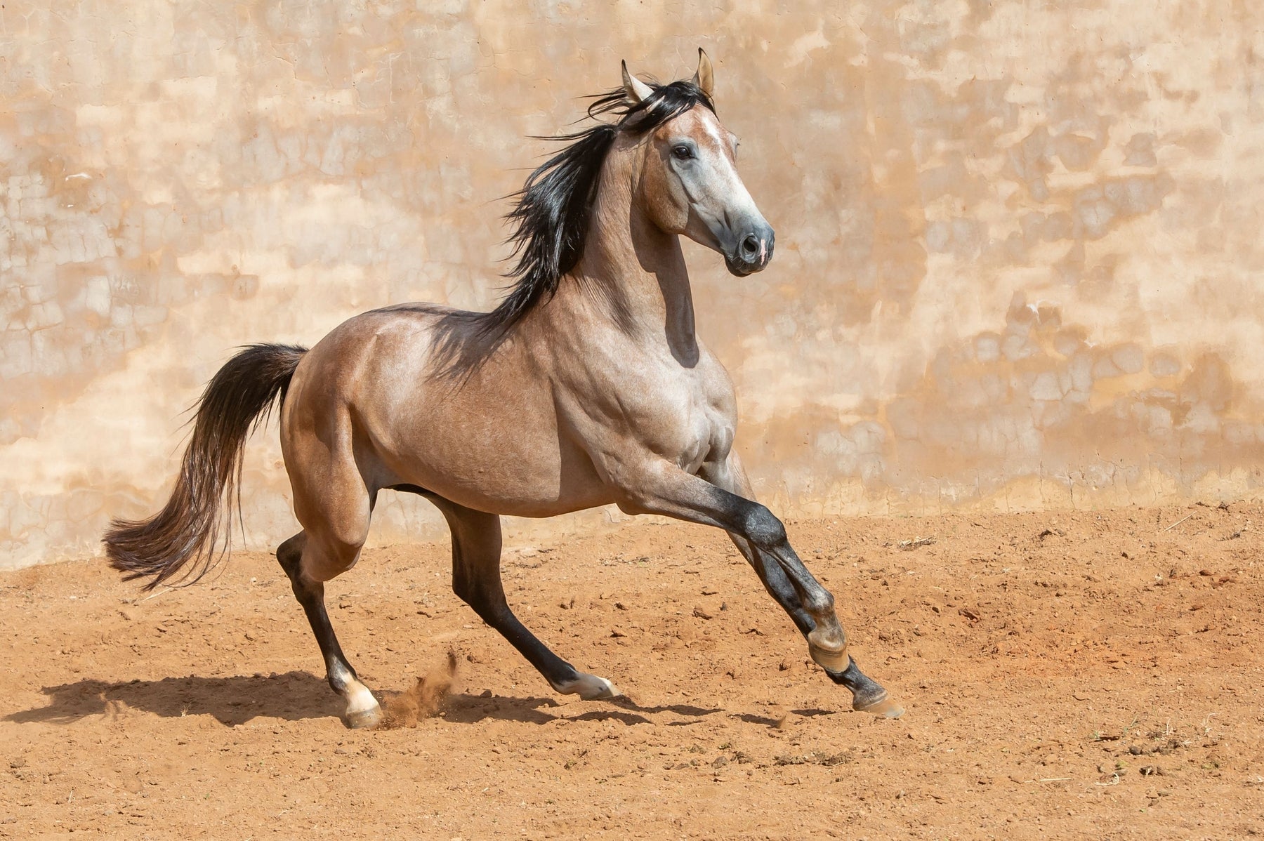 Andalusian