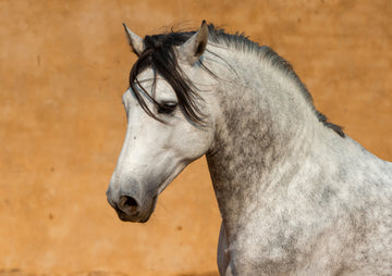 Andalusian