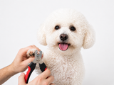 Bichon Frise Nail Clippers | SMALL
