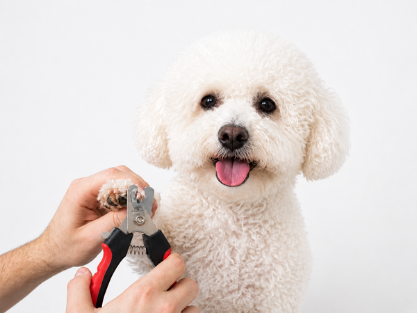 Bichon Frise Nail Clippers | SMALL
