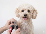 Bichonpoo Nail Clippers | SMALL