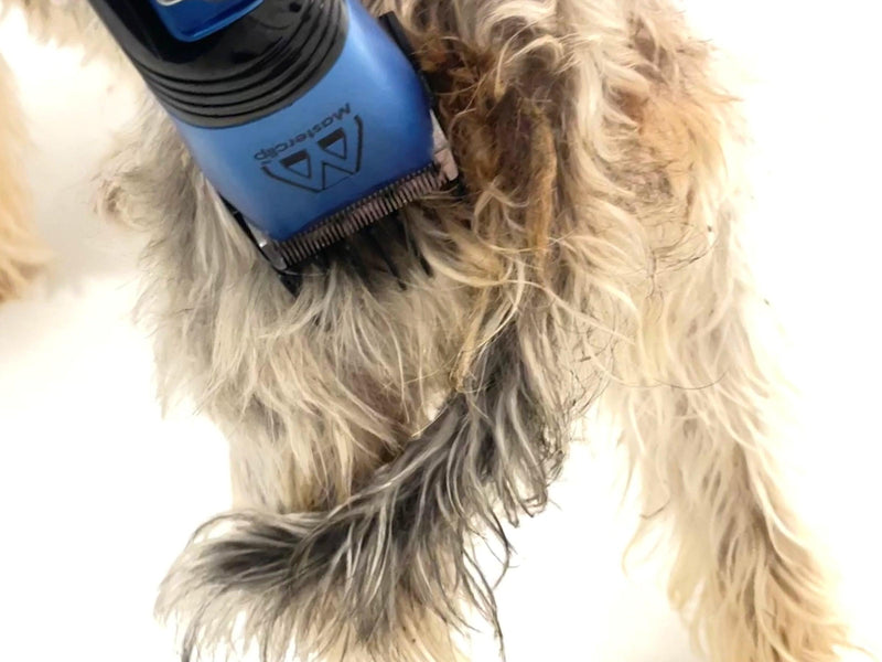 Blue Cordless Veterinary Showmate II Trimmer - Masterclip