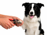 Border Collie Nail Clippers | LARGE