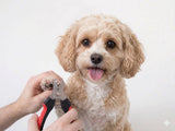 Cavachon Nail Clippers | SMALL
