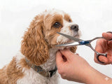 Cavapoo ESSENTIALS - Set of 4 Dog Grooming Scissors