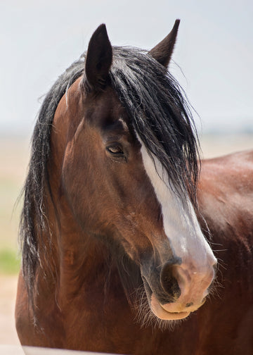 Clydesdale