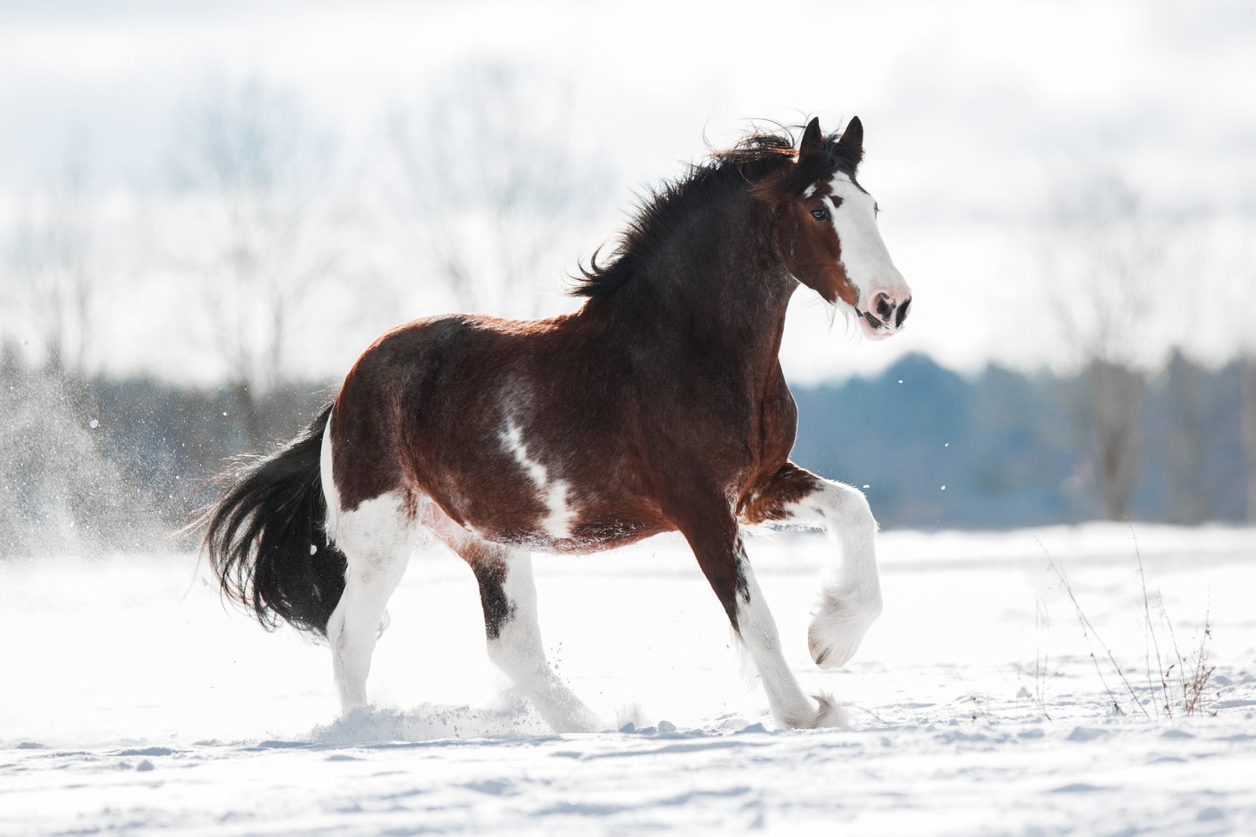 Clydesdale