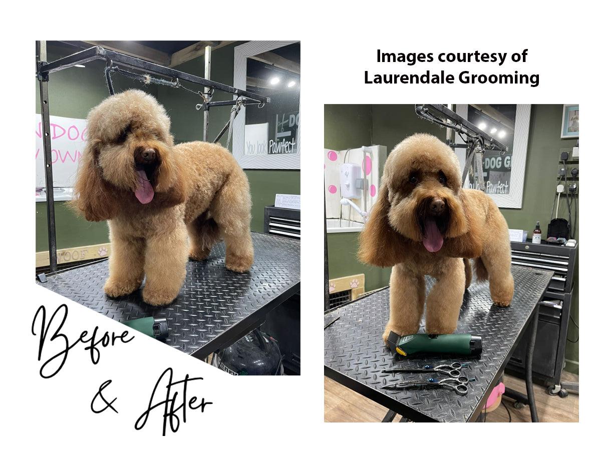 Clippers for cheap cockapoo