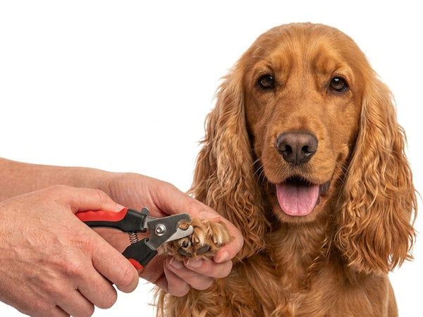 Cocker Spaniel Nail Clippers | LARGE
