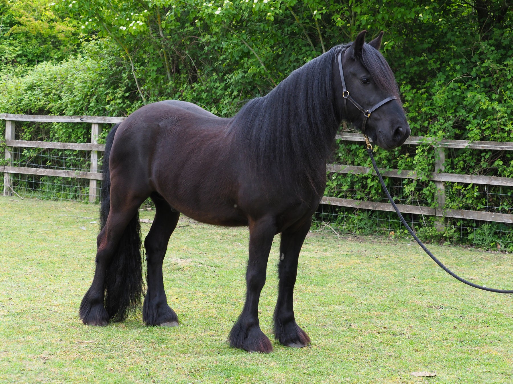Dales pony
