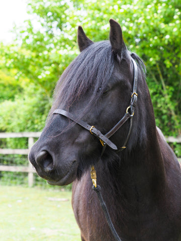 Dales pony
