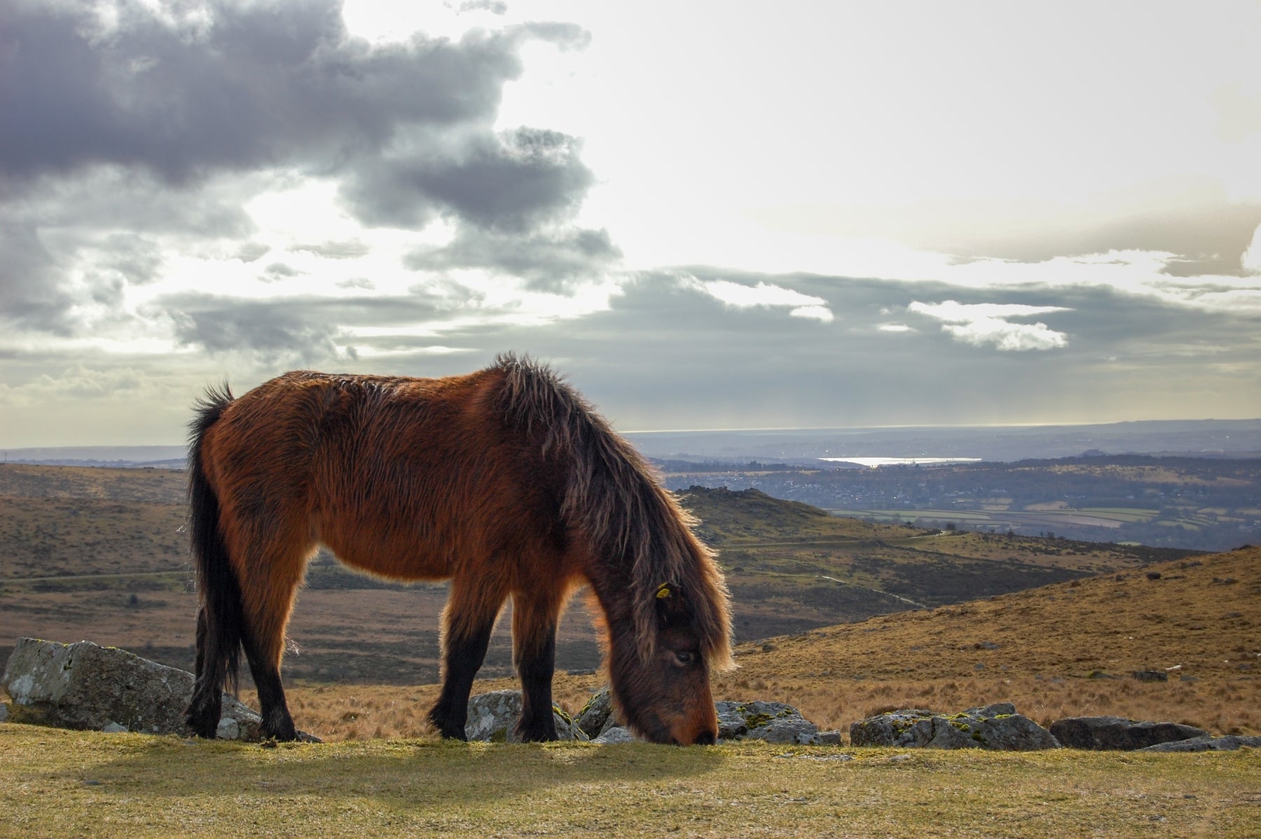 Dartmoor pony